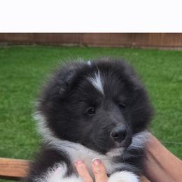 Boy 1 - Black and white male Shetland Sheepdog puppy in Midland, Virginia from Holly's Sheepdogs