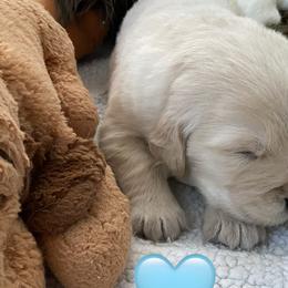 Golden Retrievers from Carova Golden Retrievers