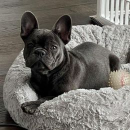French Bulldog All Grown Up from Frenchies On The Hill LLC