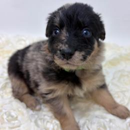 Winnie - Green Collar - Blue merle female Australian Shepherd puppy in San Marcos, California from Faith Family Freedom Farm