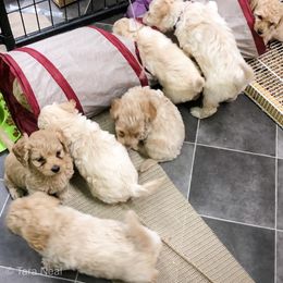 Goldendoodle Puppies from Coal Country Doodles