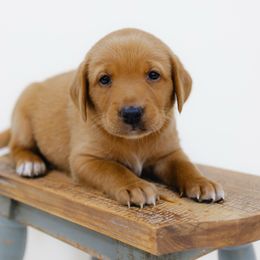 Honey - Yellow female Labrador Retriever puppy in Allons, Tennessee from UC Labradors LLC