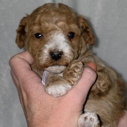 Purple - Red  female Goldendoodle puppy in Vernon, Texas from Sugarland's Texas Goldendoodles