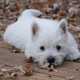 West Highland White Terrier Puppies from The West Acres