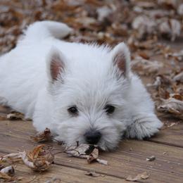 West Highland White Terrier Puppies from The West Acres