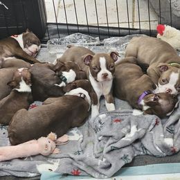 Boston Terrier puppies from Giles' Boston Babies