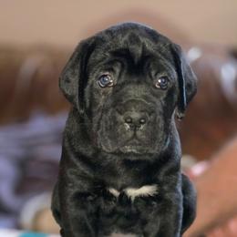 Green Boy - Black male Cane Corso puppy in Mc Ewen, Tennessee from Worldwide Kennels