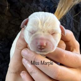 Miss Marple - White female Miniature Schnauzer puppy in Sedalia, Missouri from Farmer Brown's Puppies