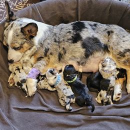 American Corgi puppies from Porter Creek Corgis