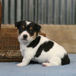 Teddy Roosevelt Terrier Puppies from Big Grove Farms