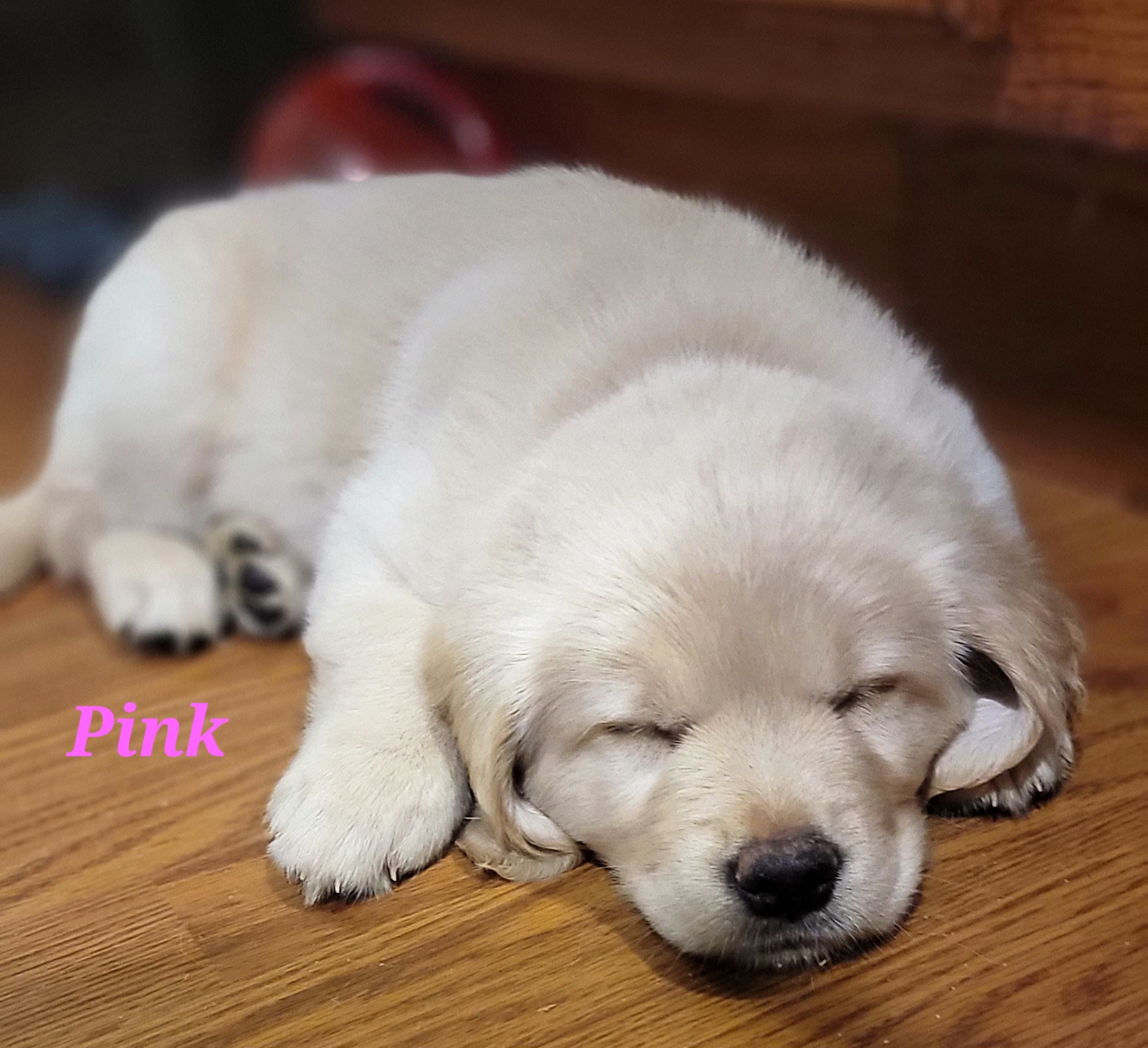 Golden Retriever Puppies from JK Goldens