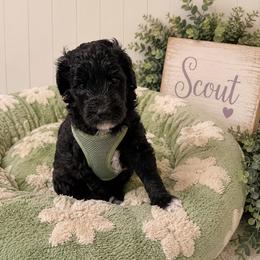 Scout - Black male Goldendoodle puppy in Portland, Tennessee from Happy_Tails_by_TJ