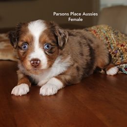Cutest - Red merle female Toy Australian Shepherd puppy in Chandler, Oklahoma from Parsons Place Aussies