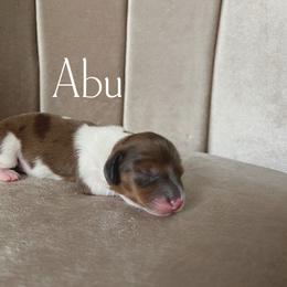 Abu - Piebald male Dachshund puppy in Henry, Virginia from Dumbledore's AKC Mini Dachshunds