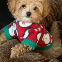 Maltese and Maltipoo Puppies from PrissyPawz