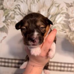 Ivy - Red female Pembroke Welsh Corgi puppy in New Port Richey, Florida from Spots and Sploots