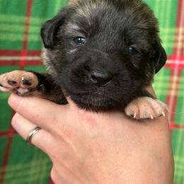 Thrascias - Gray fawn female Anatolian Shepherd Dog puppy in Rapid River, Michigan from Echolight Australian Shepherds