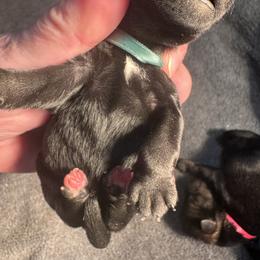 Brock - Black male Miniature Schnauzer puppy in Newark, Ohio from Tuckered Out Schnauzers