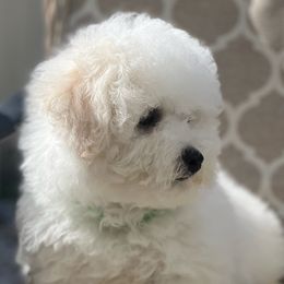 Bichon Frises and French Bulldogs from Michael & Nataliya's Pups