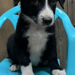 Border Collies from Kipp & Jade