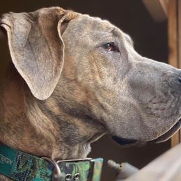 Great Danes from Last Frontier Great Danes