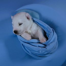 Bear - White male Siberian Husky puppy in Miami, Florida from Blue Moon Huskies