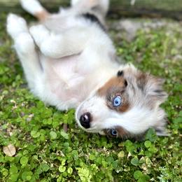 Blue - Blue merle male Miniature Australian Shepherd puppy in Saint Cloud, Florida from Dirty Paws