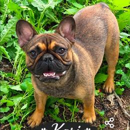 Kari - French Bulldog