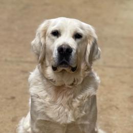 Sugar - Golden Retriever