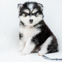 Grey - Black and white male Pomsky puppy in Spring City, Pennsylvania from Pomsky Power Puppies