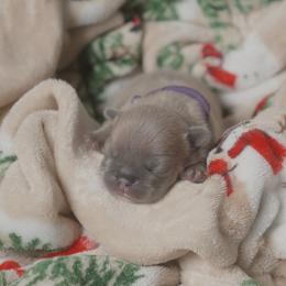 Victoria - Blue fawn female French Bulldog puppy in Austin, Texas from ourfrenchies2yours
