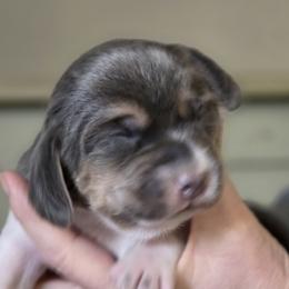 Latigo - Blue tan and white female Beagle puppy in La Pine, Oregon from Happier with Dogs