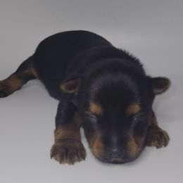 Baby girl - Black and tan female Yorkshire Terrier puppy in Jacksonville, Florida from Yorkieology