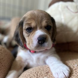 Beagle Puppies from Majestic Beagles