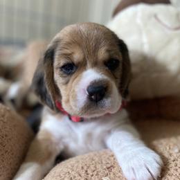 Beagle Puppies from Majestic Beagles