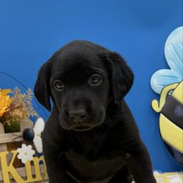 Teal - Black female Labrador Retriever puppy in Heath Springs, South Carolina from Rich Hill Retrievers