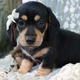 Sweet Pea - Red female Dachshund puppy in Wakarusa, Indiana from PuppyLove Dachshunds