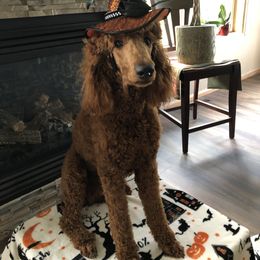 Maggie - Poodle