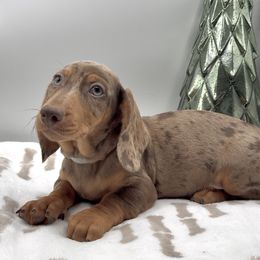 Bear - Dapple male Dachshund puppy in Goodyear, Arizona from AZ Royal Doxies llc