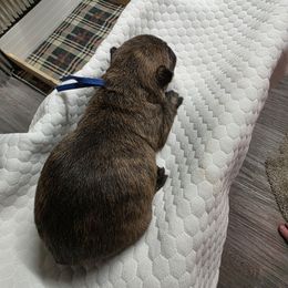 Mr Blue - Red brindle male Cairn Terrier puppy in Savannah, Missouri from WoodSchott Cairn Terriers