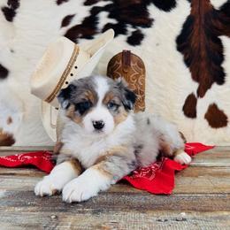 SAVANNAH - Blue merle female Australian Shepherd puppy in Durand, Wisconsin from Larson’s Legacy Aussome Aussie Kennels