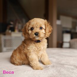 Beca - Cream female Cockapoo puppy in Canastota, New York from Silver City Cockapoos