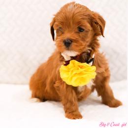 Holly - Caramel red female Australian Labradoodle puppy in Diamond Bar, California from Furrytaildoodles