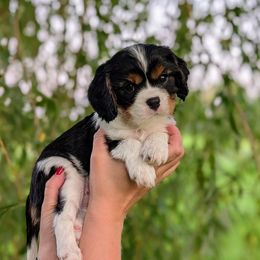 Spruce - Tri-color male Cavalier King Charles Spaniel puppy in Medford, Wisconsin from Panache Puppies