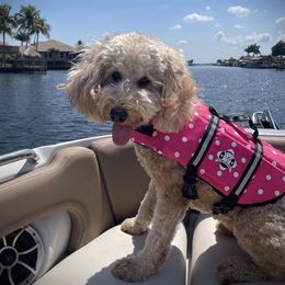 Aussiedoodle, Double Doodle, Goldendoodle, and Labradoodle Puppies from Doodle Paw Ranch