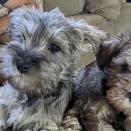 Miniature Schnauzers from CJ Farms