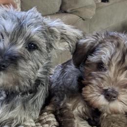 Miniature Schnauzers from CJ Farms