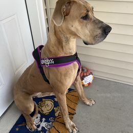 Valkyrie - Great Dane
