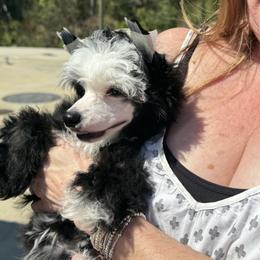 Chinese Crested Puppies from BryMar Chinese Cresteds