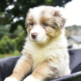 Australian Shepherd Puppies from Ruff & Tumble Australian Shepherds